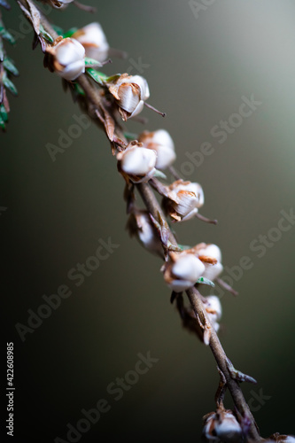 Blumen bluten in den Wald 