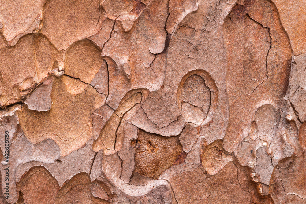 Macro shot of grunge textured old pine tree bark texture. Abstract nature pattern for backdrop Macro shot of grunge textured old pine tree bark texture. Abstract nature pattern for backdrop