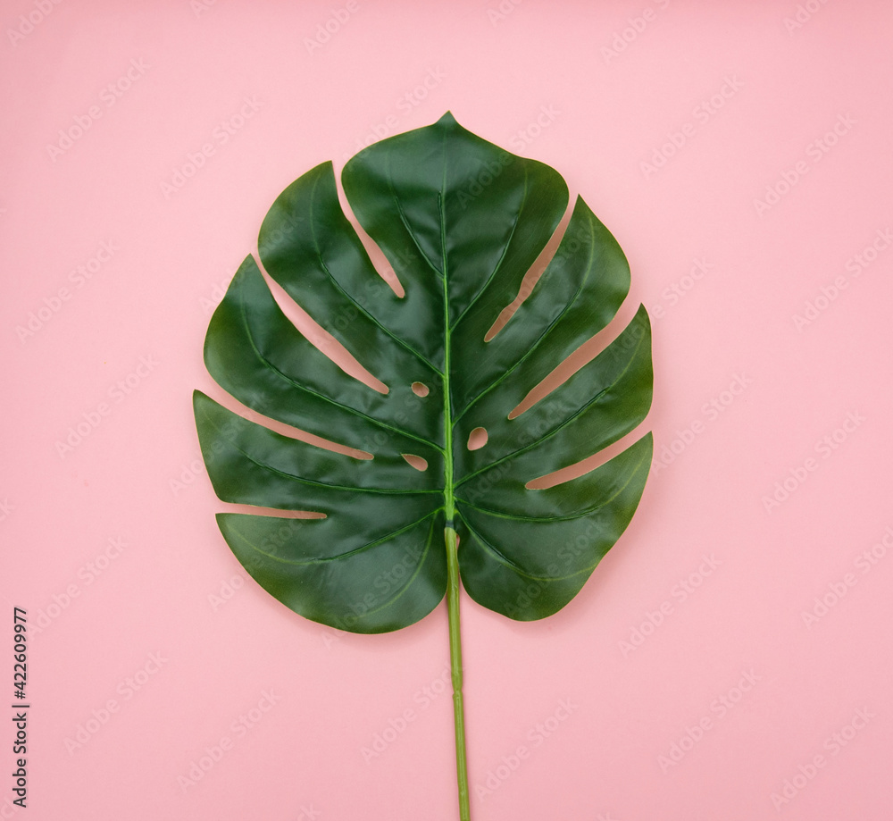 Obraz premium Tropical leaf on a pink background