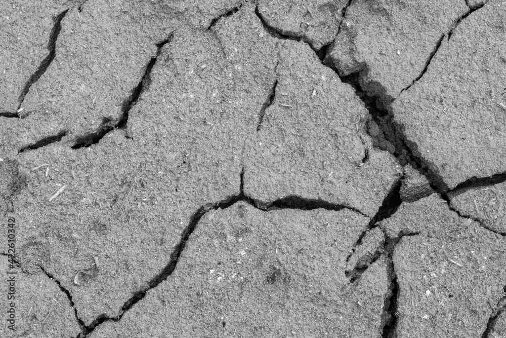 Obraz premium Cracked ground background in black and white tones. Dry cracked earth