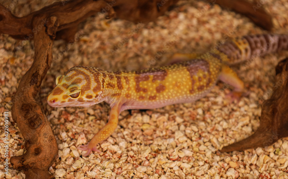 Obraz premium A lizard