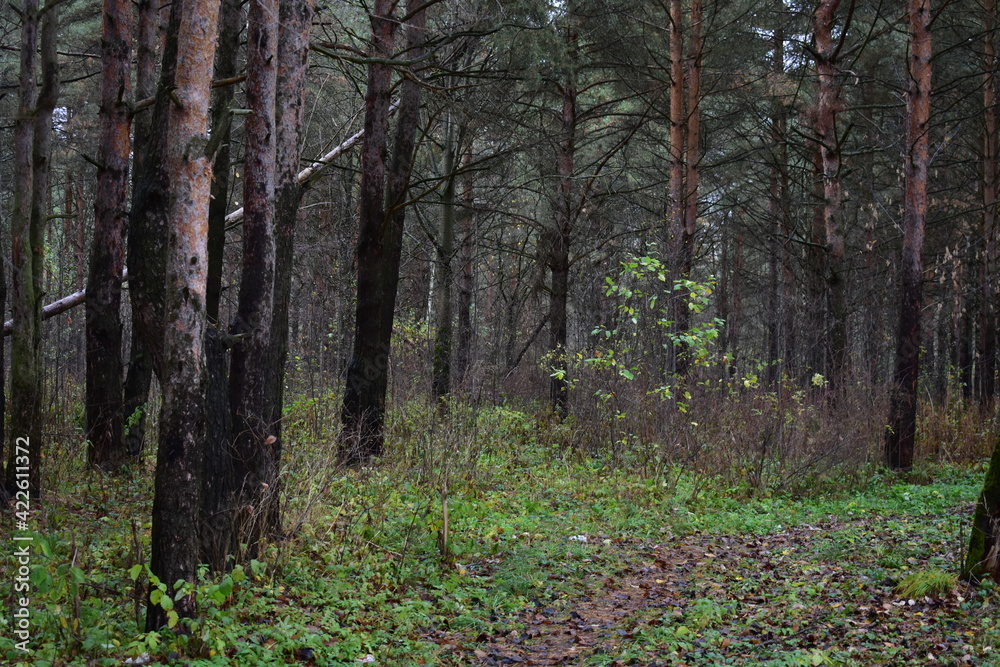 Obraz premium forest in autumn