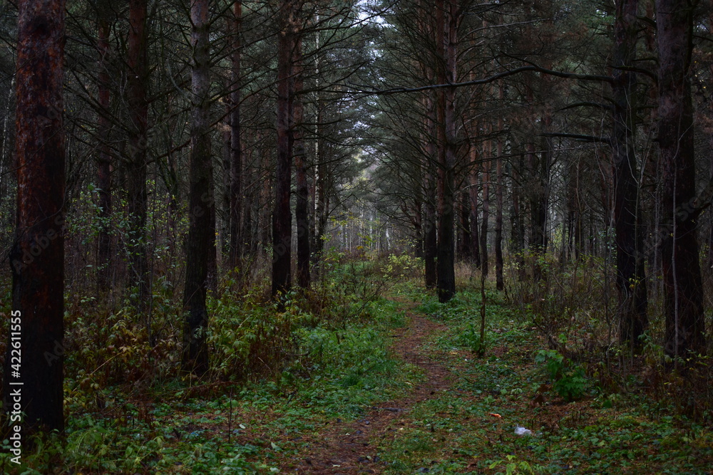 path in the woods path in the woods