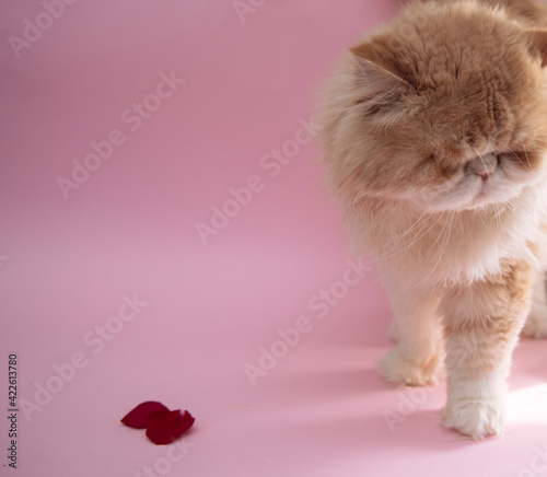 kitten on pink background