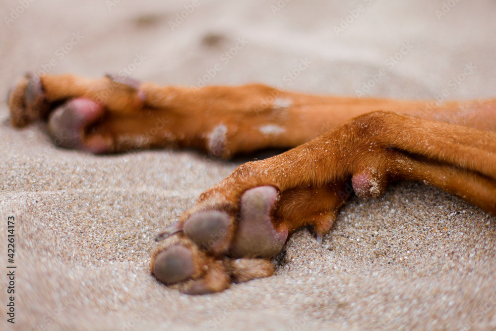 Obraz premium dog in the sand