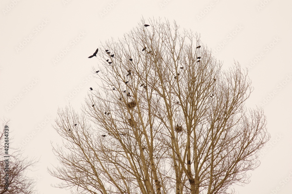 Fototapeta Crows and their nests on a bare tree during snowfall in