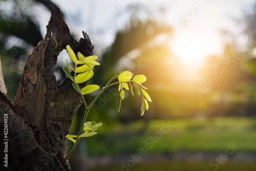 Small young tree is growing on a dead tree, A small tree young plant growing up from old trunk, Strong and development concept, Adaptation concept, New life