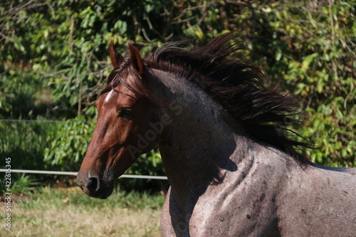 Horses In The farm, Mare and Foals