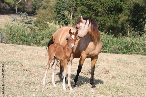 Horses In The farm, Mare and Foals