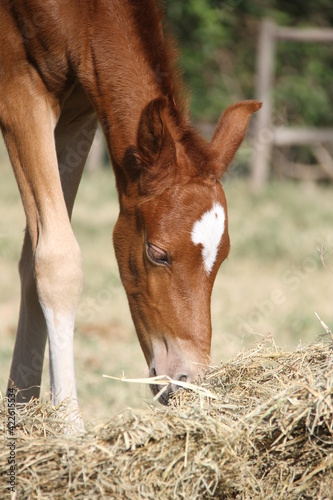 Horses In The farm, Mare and Foals