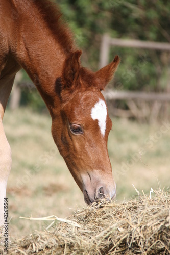 Horses In The farm, Mare and Foals