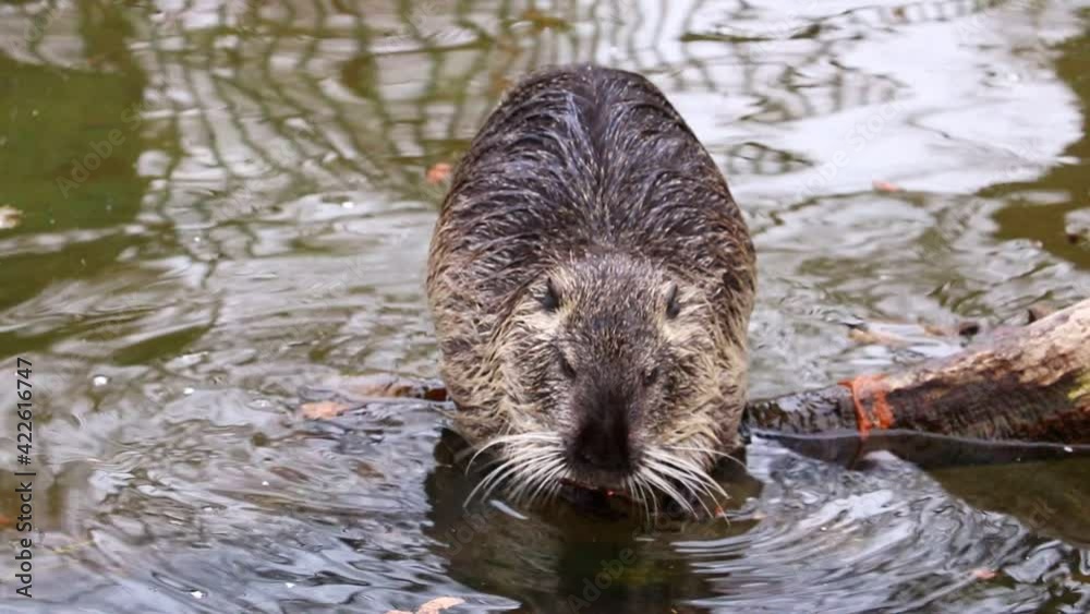 A close-up of a nutria eating a twig and then washing it. A close-up of a nutria eating a twig and then washing it.