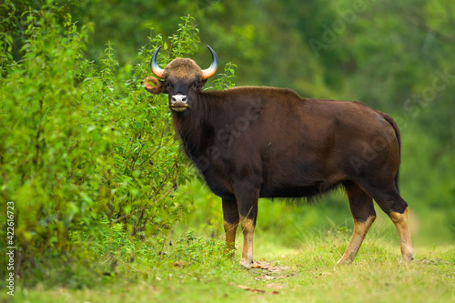 Indian mammal in natural habitat