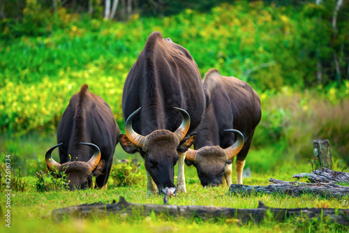Indian mammal in natural habitat