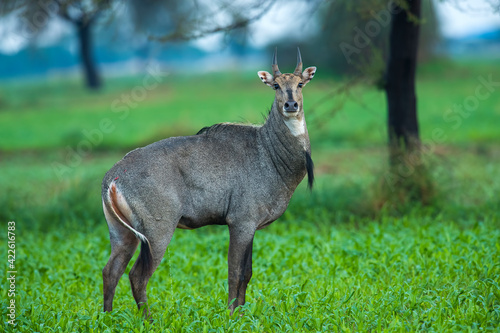 Indian mammal in natural habitat