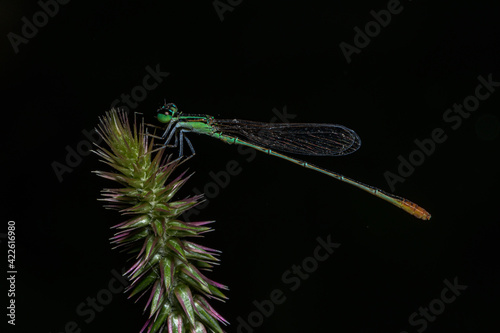 Damsel in Dark :)