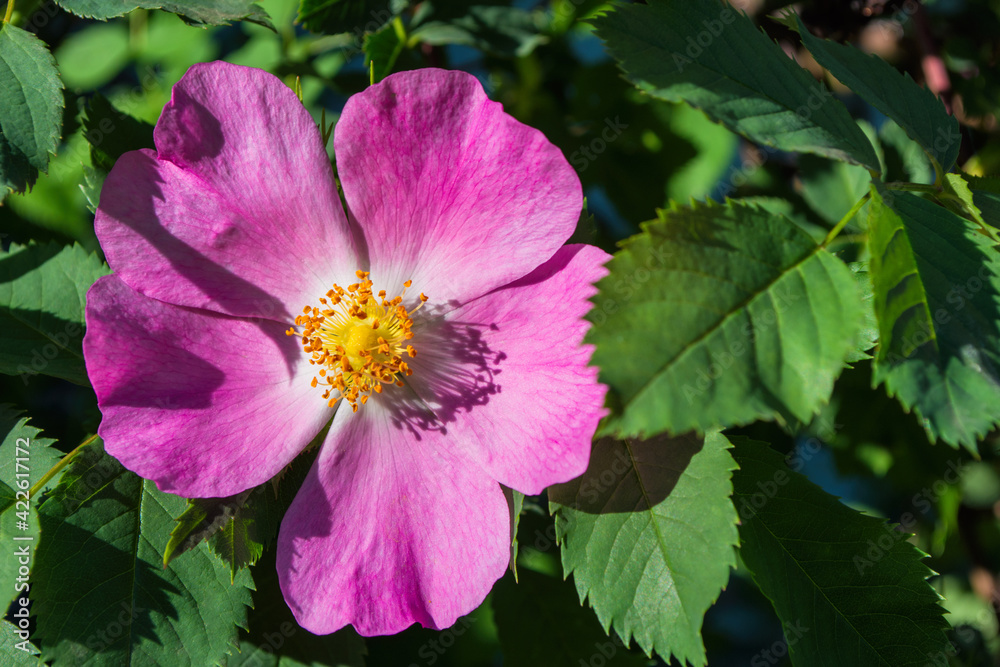 The Flowers Of Wild Rose Medicinal. Blooming Wild Rose Bush. Pink flower close-up. Free space. The Flowers Of Wild Rose Medicinal. Blooming Wild Rose Bush. Pink flower close-up. Free space.