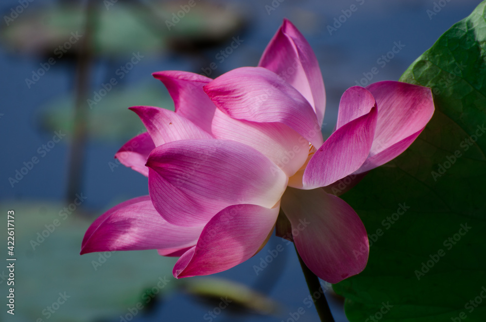 Obraz premium flower, pink, lotus, nature, plant, green, bud, spring, rose, bloom, blossom, garden, flora, tulip, red, water, leaf, flowers, leaves, beauty, beautiful, lily, petal, magnolia, natural 