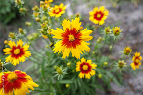 Coreopsis Upticks in Garden