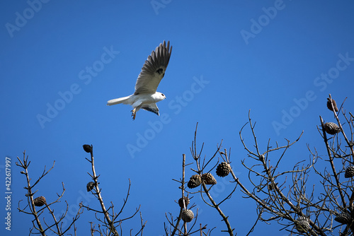 White tailed kite © David