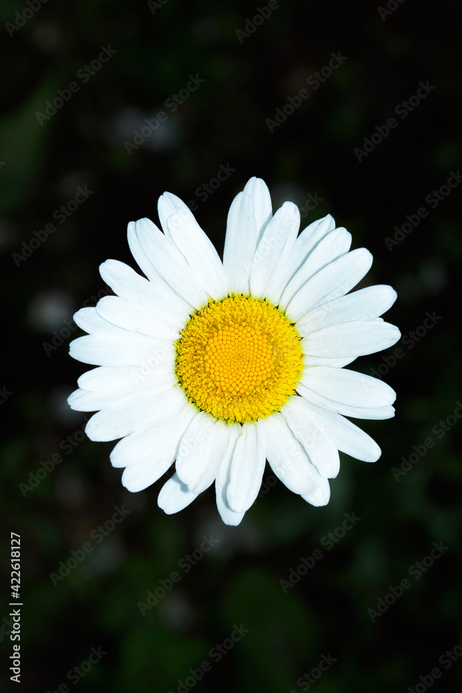 Fototapeta premium Garden chamomile or Nivyanik or Ox-eye Daisy (Latin: Leucanthemum) on a dark background of green leaves. Flower close up. Soft focus. Vertical photo.