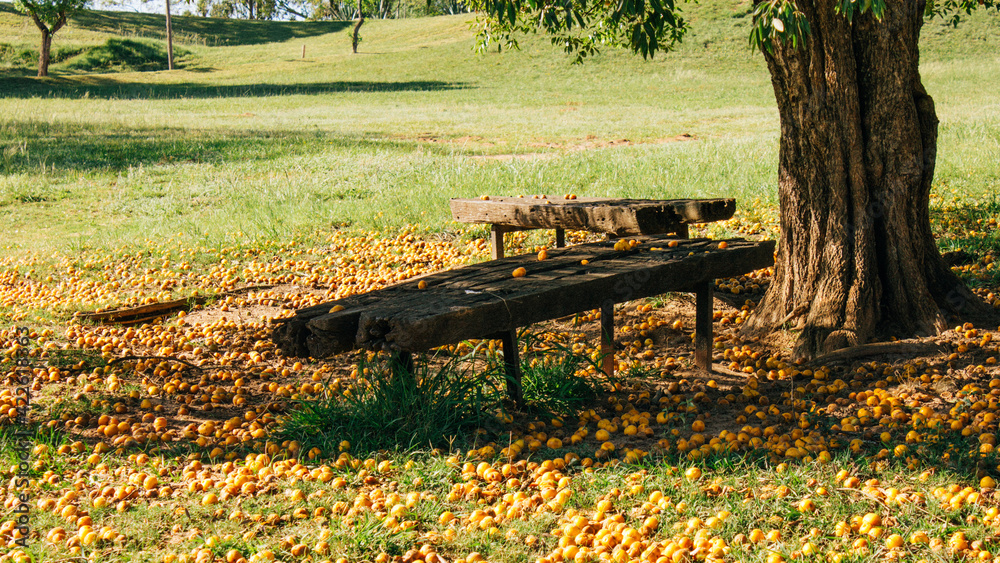 Orange fruits around a bench in the green park on a sunny day Orange fruits around a bench in the green park on a sunny day