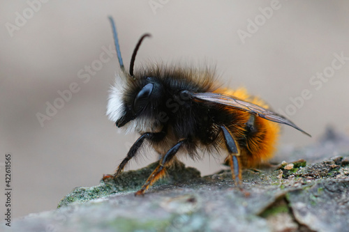 Lateral closeup of a male horned mason orchard bee,  Osmia cornuta waiting for some sun on a piece of wood photo