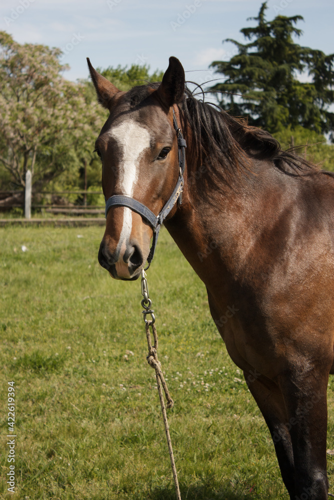 Brown meek horse attached while he's eating some grass Brown meek horse attached while he's eating some grass