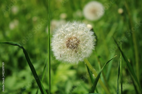 White fluffy balls of fading dandelions in the meadows on sunny spring days