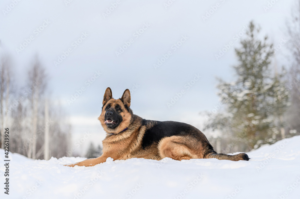 shepherd dog in nature in winter shepherd dog in nature in winter