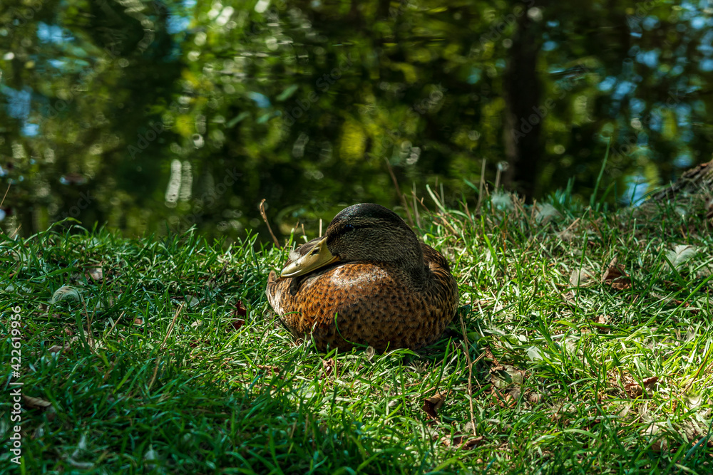 Close up of a female mallard duck resting in green grass Close up of a female mallard duck resting in green grass