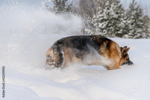 Shepherd dog in winter outdoors playing with snow © food and animals