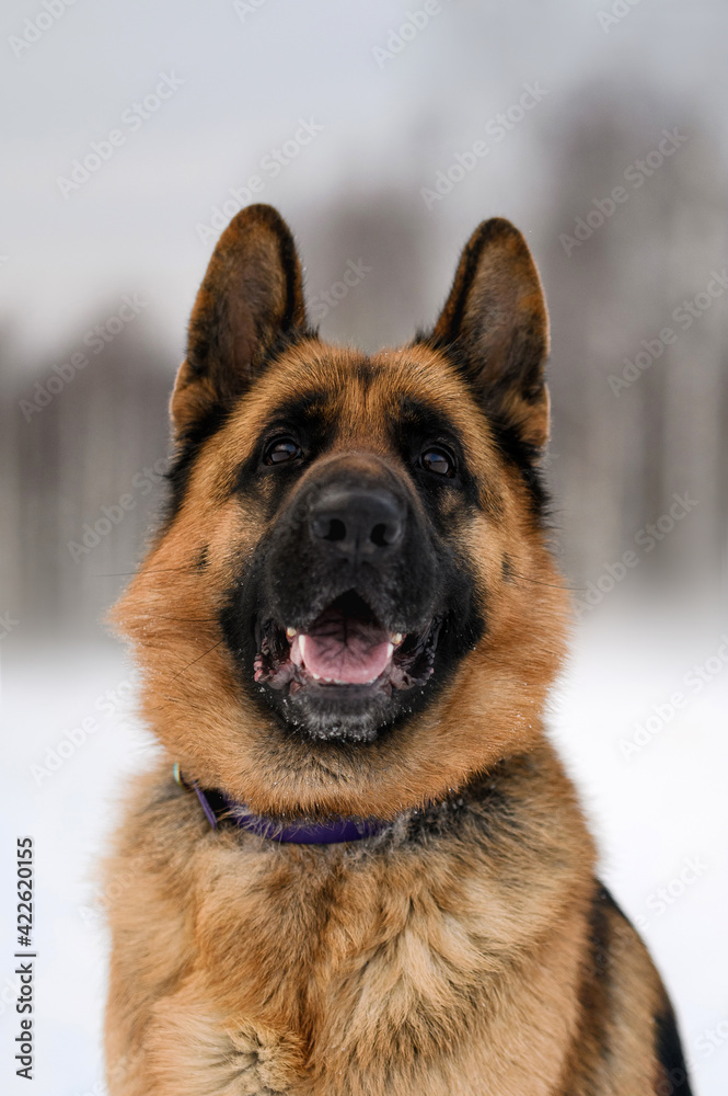 portrait of a shepherd dog on a winter background