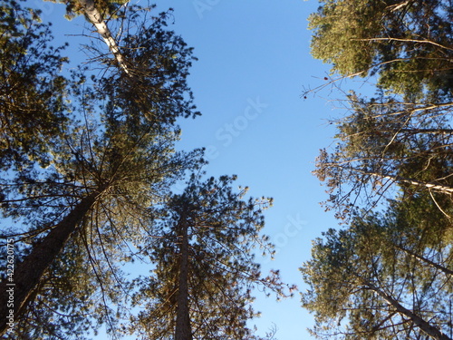 trees in the forest seen from below
