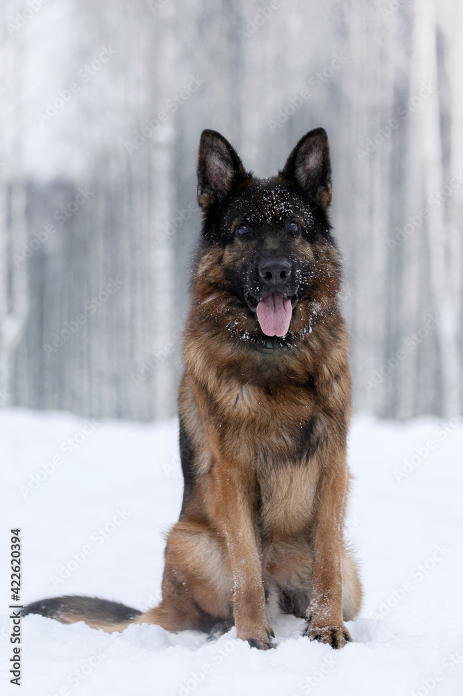 shepherd dog in nature in winter shepherd dog in nature in winter