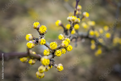 Detail of european cornel beginning to bloom Blooming dogwood Cornus mas