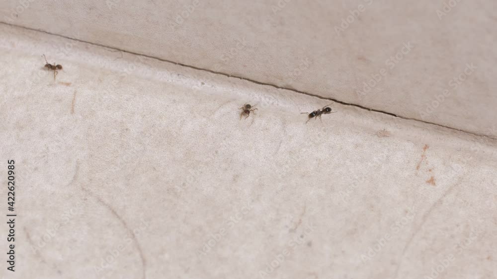 Ants at home on the floor Ants at home on the floor