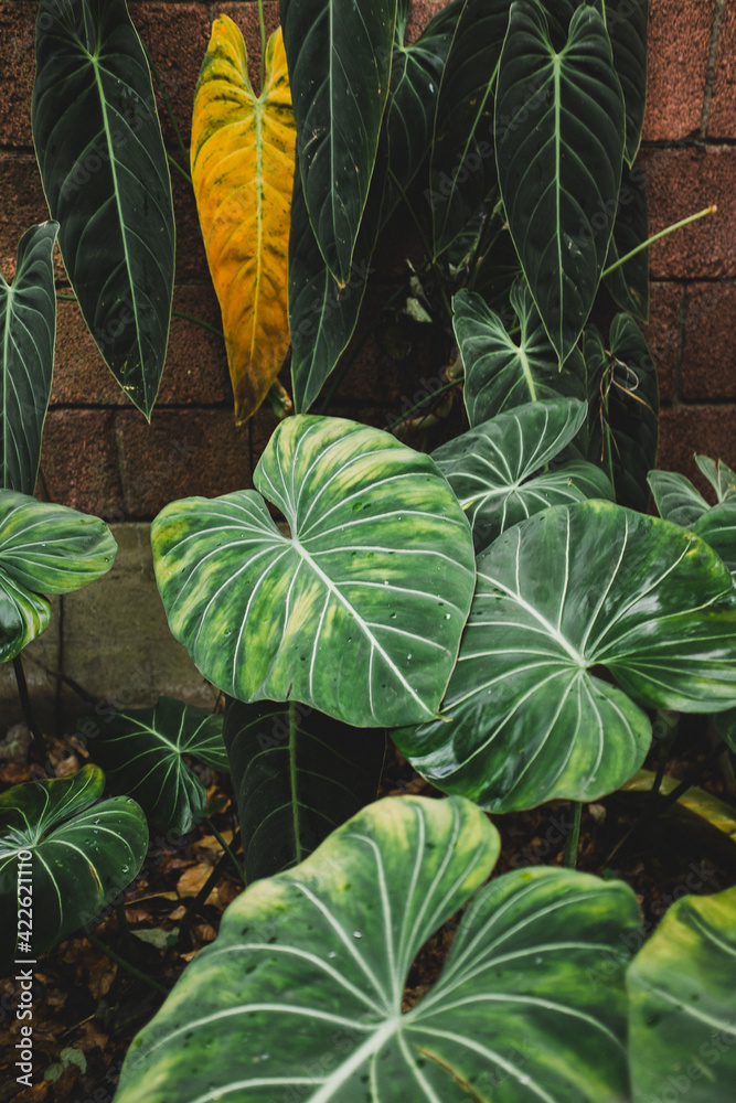 Naklejka premium leaves background