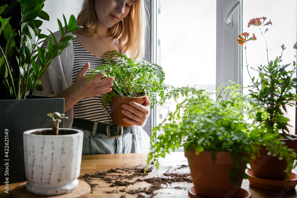 Garden,gardening home. Girl replanting green pasture in home garden.agriculture,indoor garden,room with plants banner Potted green plants at home, home jungle, room gardening, Plant room Garden,gardening home. Girl replanting green pasture in home garden.agriculture,indoor garden,room with plants banner Potted green plants at home, home jungle, room gardening, Plant room