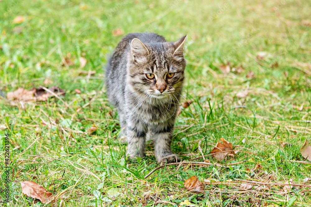 Cat in autumn park. Grey kitten walking on colorful fallen leaves outdoor.