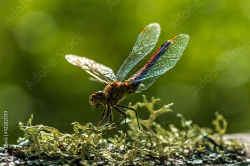 Close up of a red dragonfly in bright sunlight