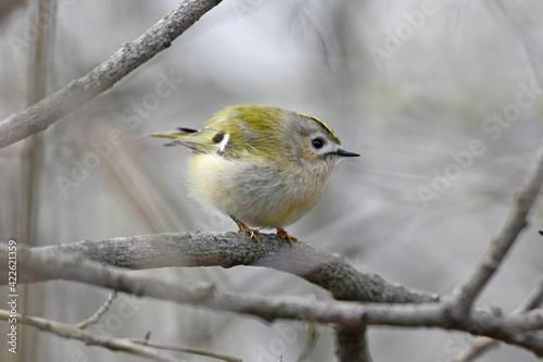 Wintergoldhähnchen // Goldcrest // Roitelet huppé (Regulus regulus) photo