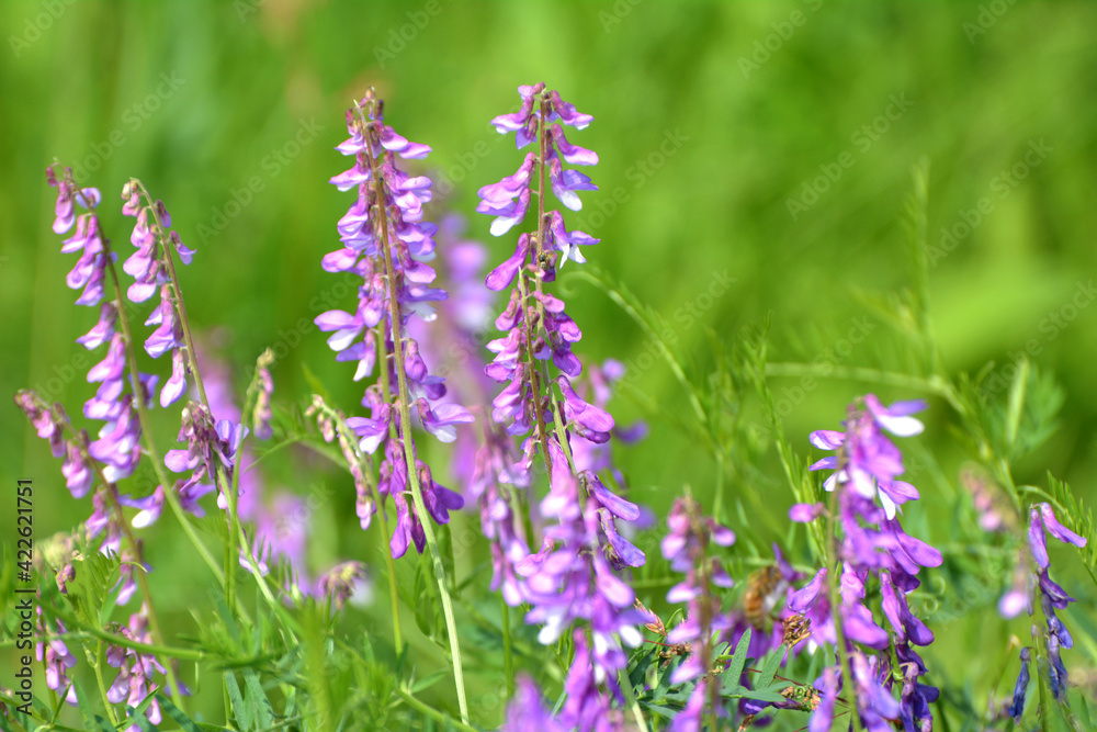 Obraz premium In the wild, Vicia tenuifolia blooms
