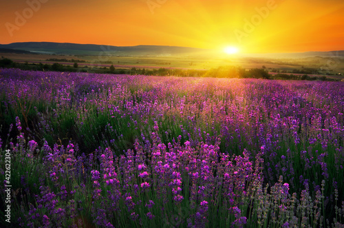 Beautiful summer landscape of lavender field with setting sun and orange sky