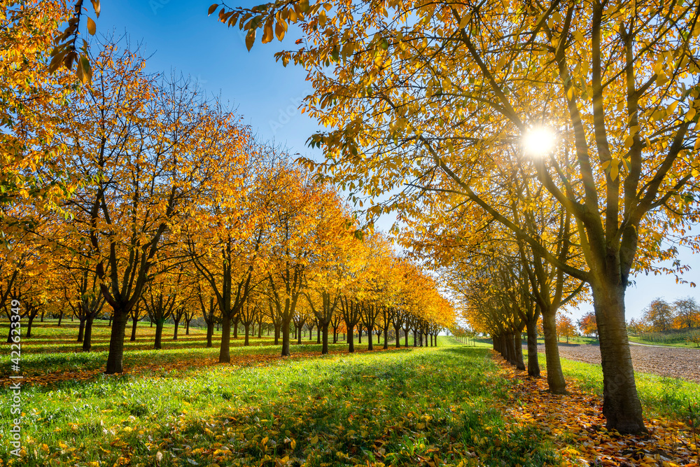 Fototapeta premium Golden sunrays through tree orchard in autumn