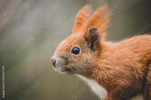 niedliches Eichhörnchen im Frühling © Marco
