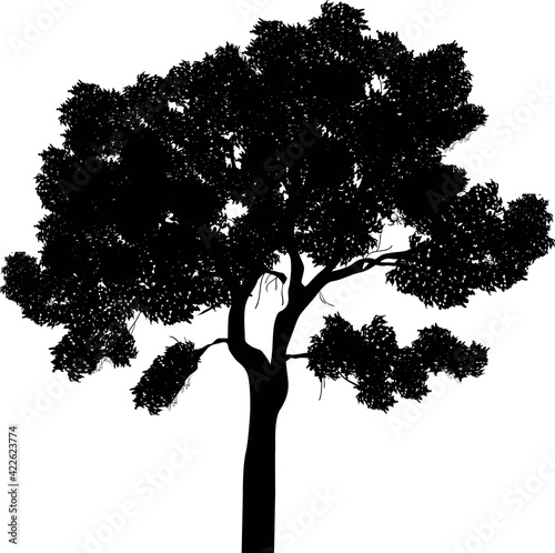 black dense tree isolated one silhouette