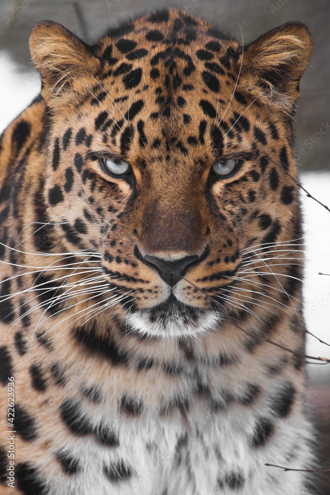 Serious blue-eyed gaze of a powerful Amur Far Eastern leopard  full face
