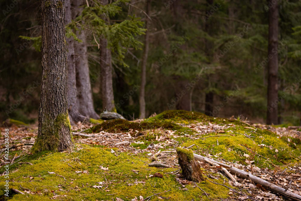 spruce forest with moss on the floor spruce forest with moss on the floor