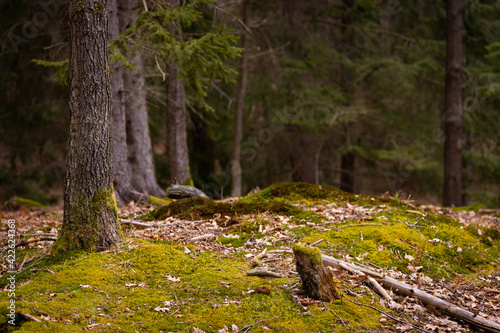 spruce forest with moss on the floor